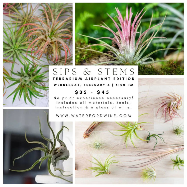 Sips & Stems Winter Air Plant Terrarium with Fitchburg Farms