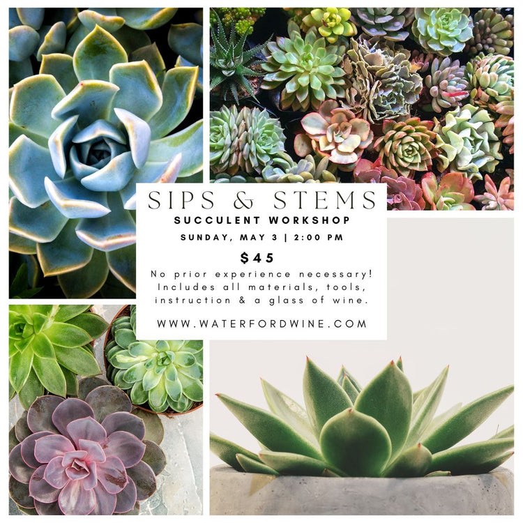 Sips & Stems Spring Succulent Terrarium with Fitchburg Farms