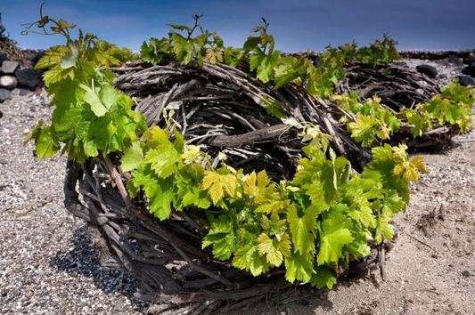 A Greek Wine Odyssey - Complimentary Tasting
