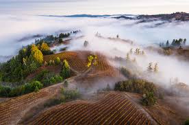 West Coast Pinot Noir: From Fog to Forest