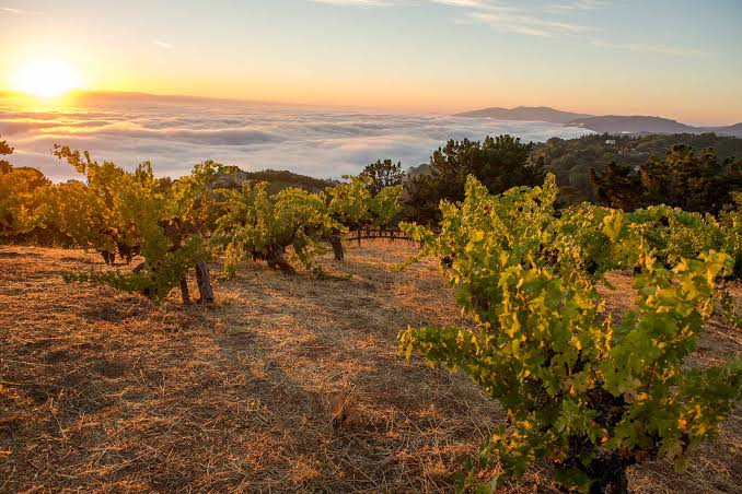 Ridge Vineyards: A Legacy of American Wine Excellence - Delafield