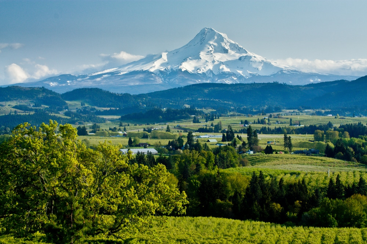 Willamette Valley Icons: Ponzi, Adelshiem & Patricia Green - Madison