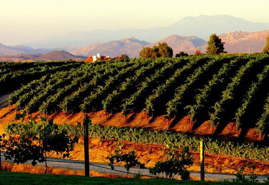 Premium California Cabernet Guided Flight - Madison Only