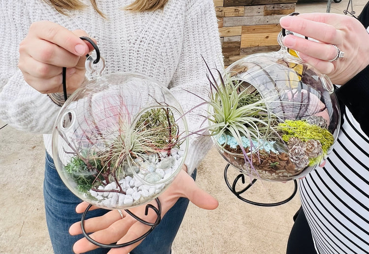 Sips & Stems Winter Air Plant Terrarium with Fitchburg Farms