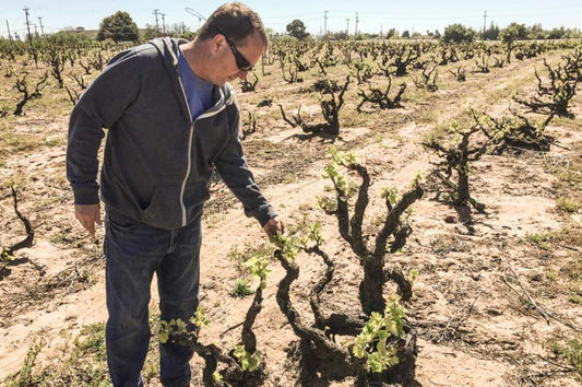 Guardians of the Old Vines: A Masterclass with Matt Cline - Madison