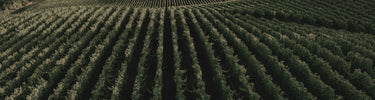 Waterford Wine Co.