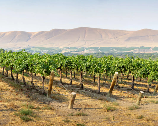 One of the Top 25 Vineyards in the World: Klipsun - Milwaukee