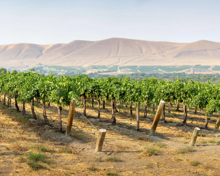 One of the Top 25 Vineyards in the World: Klipsun - Milwaukee