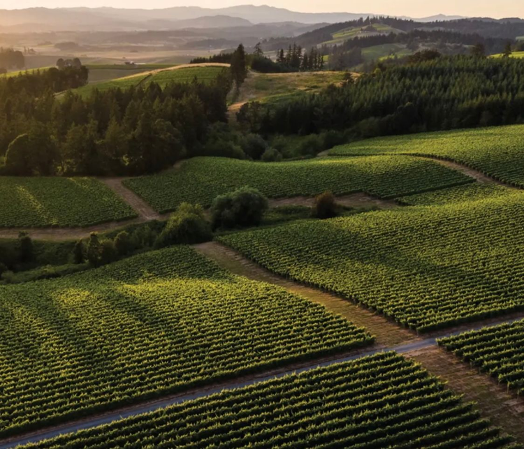 Kosta Browne, Calera and more - the Pinot Noirs of the Duckhorn Portfolio
