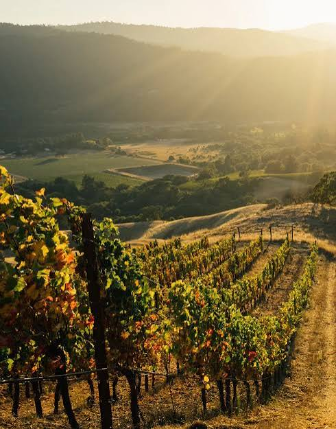 Kosta Browne, Calera and more - the Pinot Noirs of the Duckhorn Portfolio