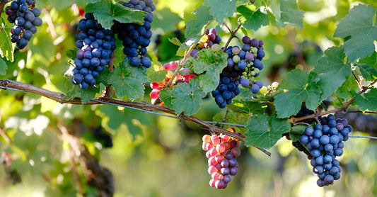Pinot Festival: Blanc, Noir & More - Madison